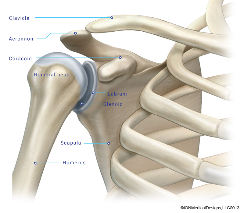 Shoulder Bone Anatomy Diagram Shoulder Arm Atlas Of Anatomy 14 